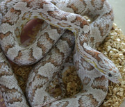 Ghost Corn Snake