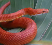 Hypo Bloodred Corn Snake
