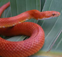 Hypo Bloodred Corn Snake
