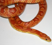 Hypomelanistic Corn Snake