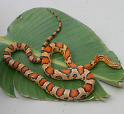 Abbott's Okeetee Corn Snake