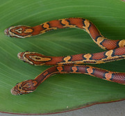 Abbott's Okeetee Corn Snake