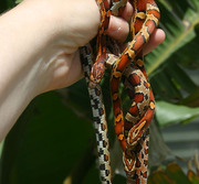 Abbott's Okeetee Corn Snake