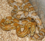 Amber Corn Snake