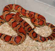 Abbott's Okeetee Corn Snake