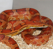 Adult Female Normal Corn Snake