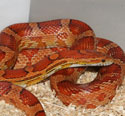 Normal Corn Snake