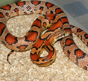 Abbott's Okeetee Corn Snake