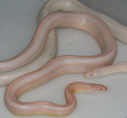Bubblegum Snow Stripe Corn Snakes