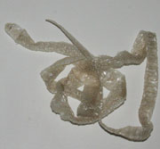 corn snake complete shed with tail tip and eyecaps