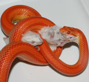 sunglow stripe corn snake eating mouse