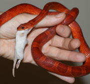 bloodred corn snake eating mouse
