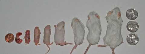 mouse sizes