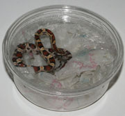 corn snake partial shed remedy