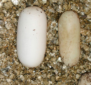 Corn Snake Egg vs Corn Snake Slug