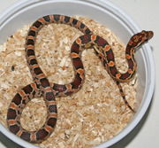 Abbott's Okeetee Corn Snake