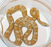 Amber Corn Snake