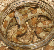 Amber Corn Snake Blue Phase