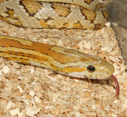 Amber Corn Snake