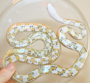 Amber Corn Snake Ventral Photo