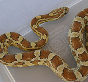 Amber Corn Snake