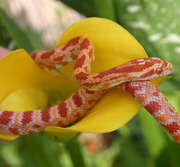 Amelanistic Corn Snake (Amel)