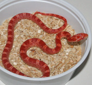Amelanistic Bloodred Corn Snake (Fire) Hatchling