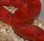 Amelanistic Bloodred Corn Snake Scale Close-Up