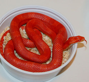 Amelanistic Bloodred Corn Snake