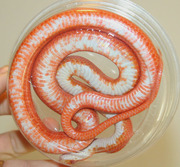 Amelanistic Bloodred Corn Snake Ventral Photo