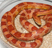 Amelanistic Corn Snake (Amel)