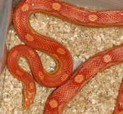 Amelanistic Motley Adult Corn Snake