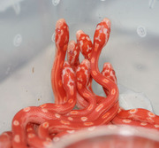 Amelanistic Motley Hatchling Corn Snakes