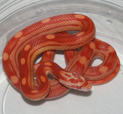 Amelanstic Motley Corn Snake Hatchling