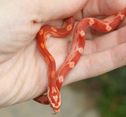 Amelanistic Motley Corn Snake