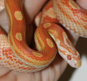 Amelanistic Motley Corn Snake