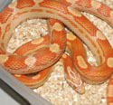 Amel Motley Corn Snake