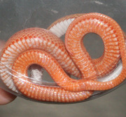 Amelanistic Motley Corn Snake Ventral Photo