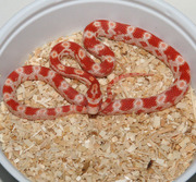 Amelanistic Corn Snake (Amel) Hatchling