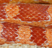 Amelanistic Corn Snake (Amel)