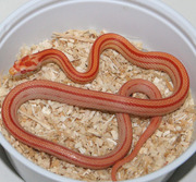 Amelanistic Stripe Yearling Corn Snake