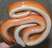 Amelanistic Stripe Corn Snake Ventral Photo