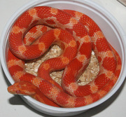 Amelanistic Corn Snake (Amel)