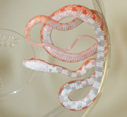Amelanistic Corn Snake (Amel)