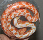 Amelanistic Corn Snake (Amel)