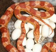 Amelanistic Corn Snake (Amel) with clutch of eggs