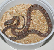 Anerythristic Bloodred Corn Snake