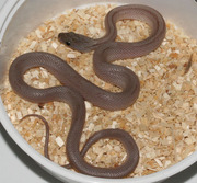 Anerythristic Bloodred Stripe Corn Snake