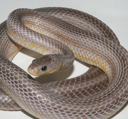 Anerythristic Bloodred Stripe Corn Snake