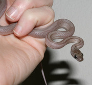 Anerythristic Bloodred Stripe Corn Snake